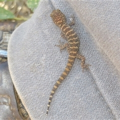 Heteronotia binoei at Gunderbooka, NSW - 16 Sep 2024 by Christine