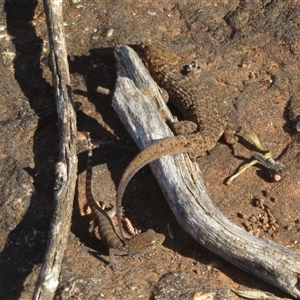 Heteronotia binoei at Gunderbooka, NSW - 16 Sep 2024 03:39 PM