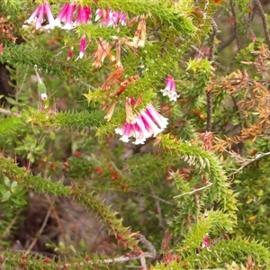 Unidentified Other Shrub at Wedderburn, NSW by MatthewFrawley