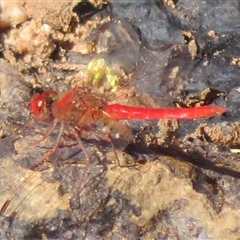 Diplacodes haematodes (Scarlet Percher) at Gunderbooka, NSW - 16 Sep 2024 by Christine