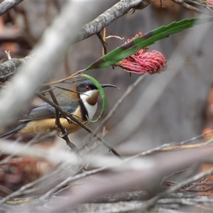 Acanthorhynchus tenuirostris (Eastern Spinebill) at Wedderburn, NSW by MatthewFrawley