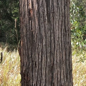 Eucalyptus tindaliae at Kungala, NSW by donnanchris