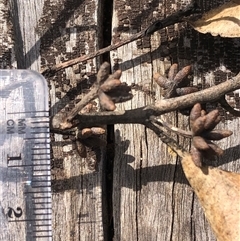 Eucalyptus tindaliae at Kungala, NSW - 2 Oct 2024 01:58 PM