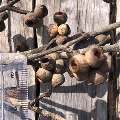 Eucalyptus tindaliae at Kungala, NSW - 2 Oct 2024 01:58 PM