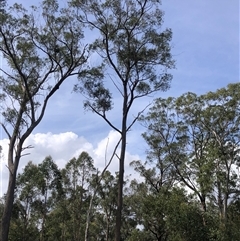 Eucalyptus tindaliae at Kungala, NSW - 2 Oct 2024 01:58 PM