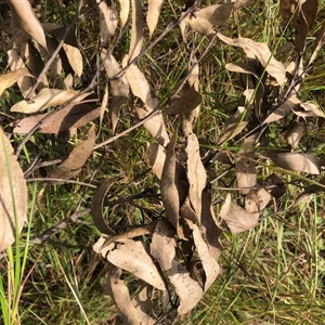 Eucalyptus tindaliae at Kungala, NSW - 2 Oct 2024 01:58 PM