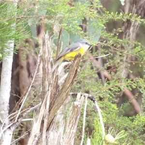 Eopsaltria australis at Wedderburn, NSW - 2 Oct 2024