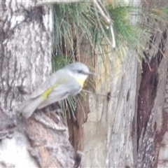 Eopsaltria australis at Wedderburn, NSW - 2 Oct 2024