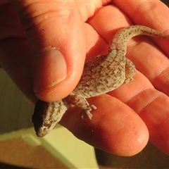 Unidentified Monitor or Gecko at Gunderbooka, NSW - 16 Sep 2024 by Christine