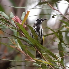 Phylidonyris novaehollandiae (New Holland Honeyeater) at Wedderburn, NSW - 2 Oct 2024 by MatthewFrawley