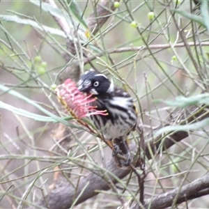 Phylidonyris novaehollandiae at Wedderburn, NSW - 2 Oct 2024