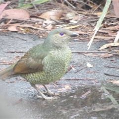 Ptilonorhynchus violaceus (Satin Bowerbird) at Wedderburn, NSW - 2 Oct 2024 by MatthewFrawley