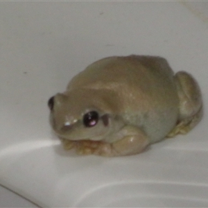 Unidentified Frog at Gunderbooka, NSW by Christine