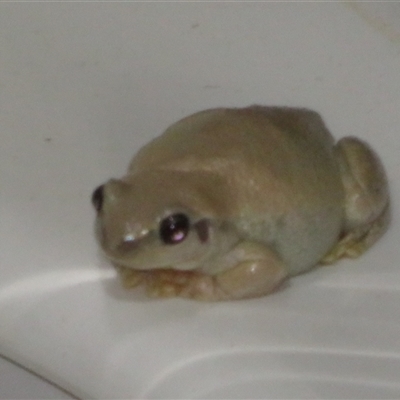 Unverified Frog at Gunderbooka, NSW - 16 Sep 2024 by Christine