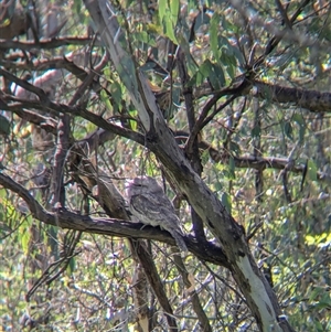 Podargus strigoides at West Albury, NSW - 1 Oct 2024