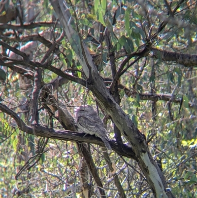 Podargus strigoides (Tawny Frogmouth) at West Albury, NSW - 1 Oct 2024 by Darcy