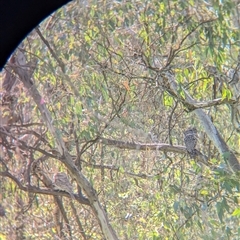 Podargus strigoides at West Albury, NSW - 1 Oct 2024