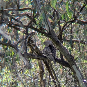 Podargus strigoides at West Albury, NSW - 1 Oct 2024