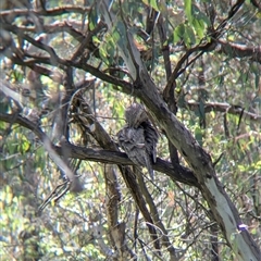 Podargus strigoides at West Albury, NSW - 1 Oct 2024 10:42 AM