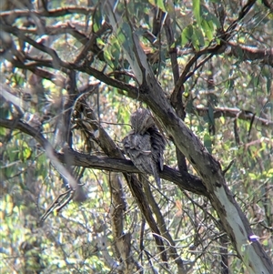 Podargus strigoides at West Albury, NSW - 1 Oct 2024 10:42 AM