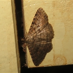 Diatenes igneipicta (an Erebidae Moth) at Gunderbooka, NSW - 17 Sep 2024 by Christine