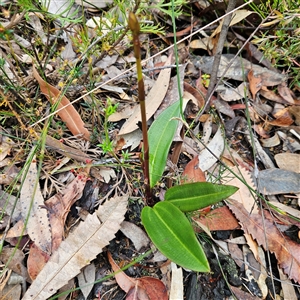 Unidentified Plant at Wedderburn, NSW by MatthewFrawley