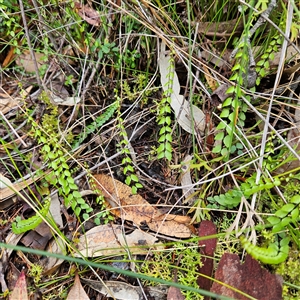 Unidentified Fern or Clubmoss at Wedderburn, NSW by MatthewFrawley