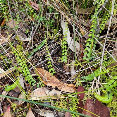 Unidentified Fern or Clubmoss at Wedderburn, NSW - 2 Oct 2024 by MatthewFrawley