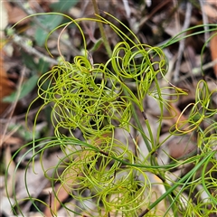 Caustis flexuosa at Wedderburn, NSW - 2 Oct 2024 by MatthewFrawley
