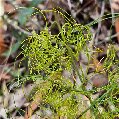 Unidentified Plant at Wedderburn, NSW - 2 Oct 2024 by MatthewFrawley