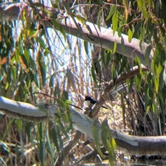 Myiagra inquieta (Restless Flycatcher) at West Albury, NSW - 1 Oct 2024 by Darcy