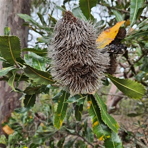 Banksia serrata at Wedderburn, NSW by MatthewFrawley