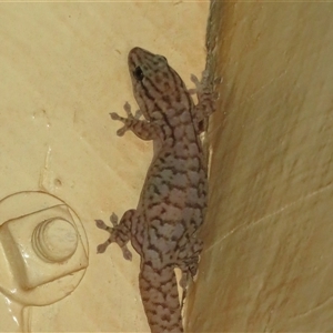 Unidentified Monitor or Gecko at Gunderbooka, NSW by Christine