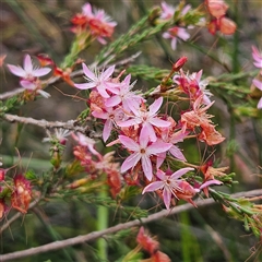 Calytrix tetragona (Common Fringe-myrtle) at Wedderburn, NSW - 2 Oct 2024 by MatthewFrawley