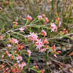 Calytrix tetragona at Wedderburn, NSW - 2 Oct 2024