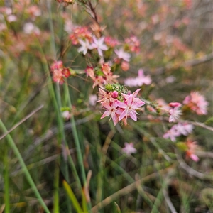 Calytrix tetragona at Wedderburn, NSW - 2 Oct 2024