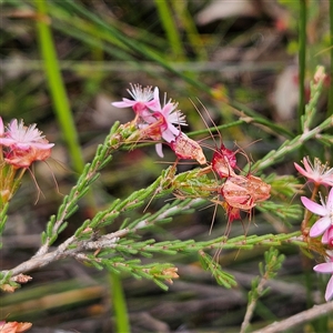 Calytrix tetragona at Wedderburn, NSW - 2 Oct 2024