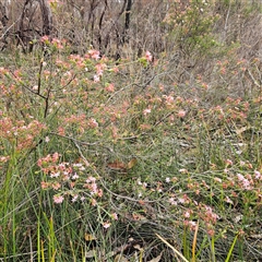 Calytrix tetragona at Wedderburn, NSW - 2 Oct 2024 11:06 AM