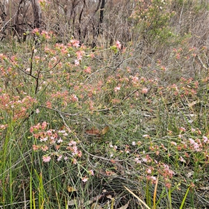 Calytrix tetragona at Wedderburn, NSW - 2 Oct 2024