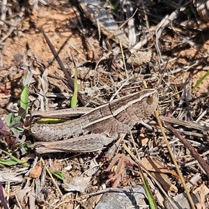 Genus novum 18 sp. 1 (Undescribed) at Denman Prospect, ACT - 2 Oct 2024