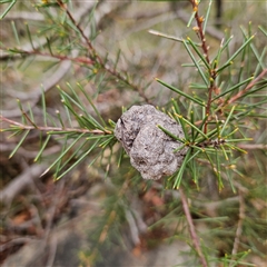 Hakea sp. at Wedderburn, NSW - 2 Oct 2024 by MatthewFrawley