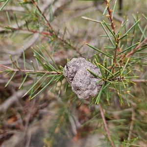 Hakea sp. at Wedderburn, NSW by MatthewFrawley