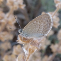 Zizina otis (Common Grass-Blue) at Gunderbooka, NSW - 18 Sep 2024 by Christine