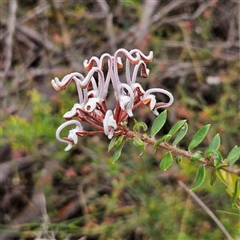 Grevillea buxifolia subsp. buxifolia (Grey Spider Flower) at Wedderburn, NSW - 2 Oct 2024 by MatthewFrawley