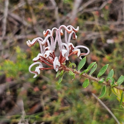 Grevillea buxifolia subsp. buxifolia (Grey Spider Flower) at Wedderburn, NSW - 2 Oct 2024 by MatthewFrawley