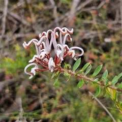 Grevillea buxifolia subsp. buxifolia at Wedderburn, NSW - 2 Oct 2024 11:02 AM