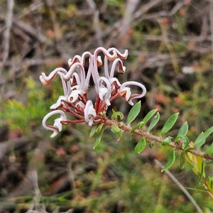 Grevillea buxifolia subsp. buxifolia at Wedderburn, NSW - 2 Oct 2024 11:02 AM