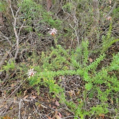 Grevillea buxifolia subsp. buxifolia at Wedderburn, NSW - 2 Oct 2024 11:02 AM