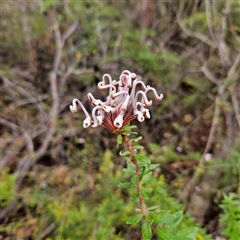 Grevillea buxifolia subsp. buxifolia at Wedderburn, NSW - 2 Oct 2024 11:02 AM