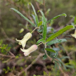 Billardiera scandens at Wedderburn, NSW - 2 Oct 2024 11:00 AM